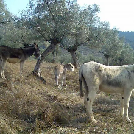 Cortijo 