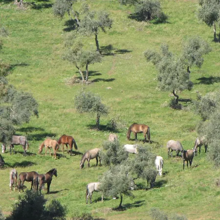 Holiday home Cortijo 