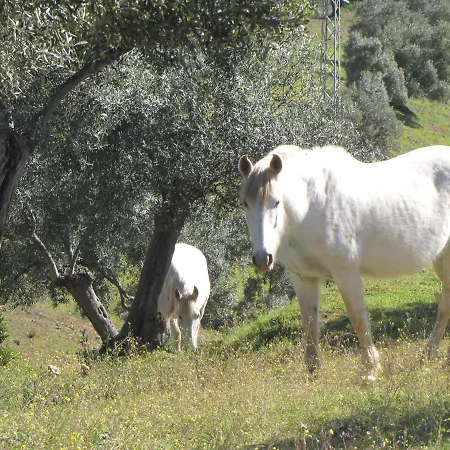 Cortijo 
